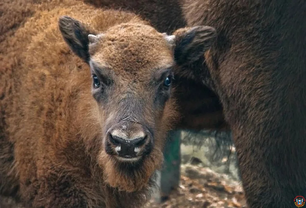 Дончане выбрали имя зубренку: Семейство «Му»