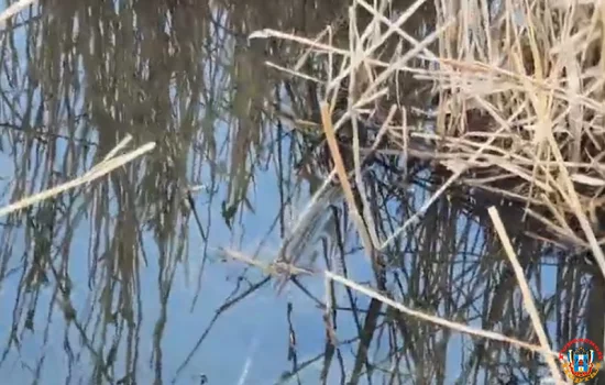 Информацию о загрязнении реки Быстрой в Морозовском районе проверит Росприроднадзор