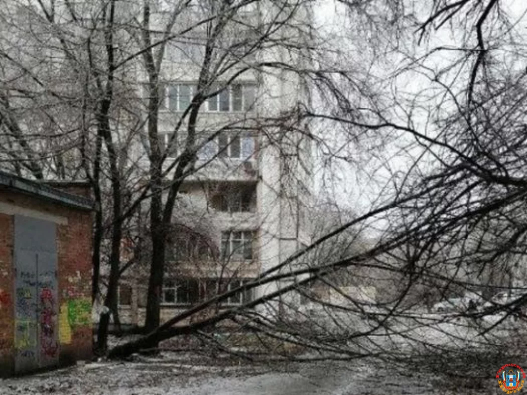 В Ростове в Военведе упавшее дерево перегородило единственный путь к школе