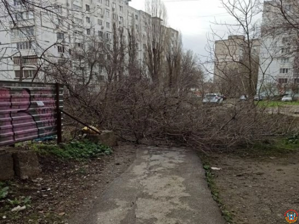 В Ростове упавшее на Гагринской дерево не могут убрать уже две недели
