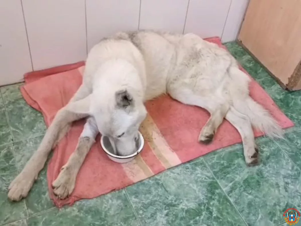 Зараженный клещ укусил в Шахтах собаку Зараженный клещ укусил в Шахтах собаку