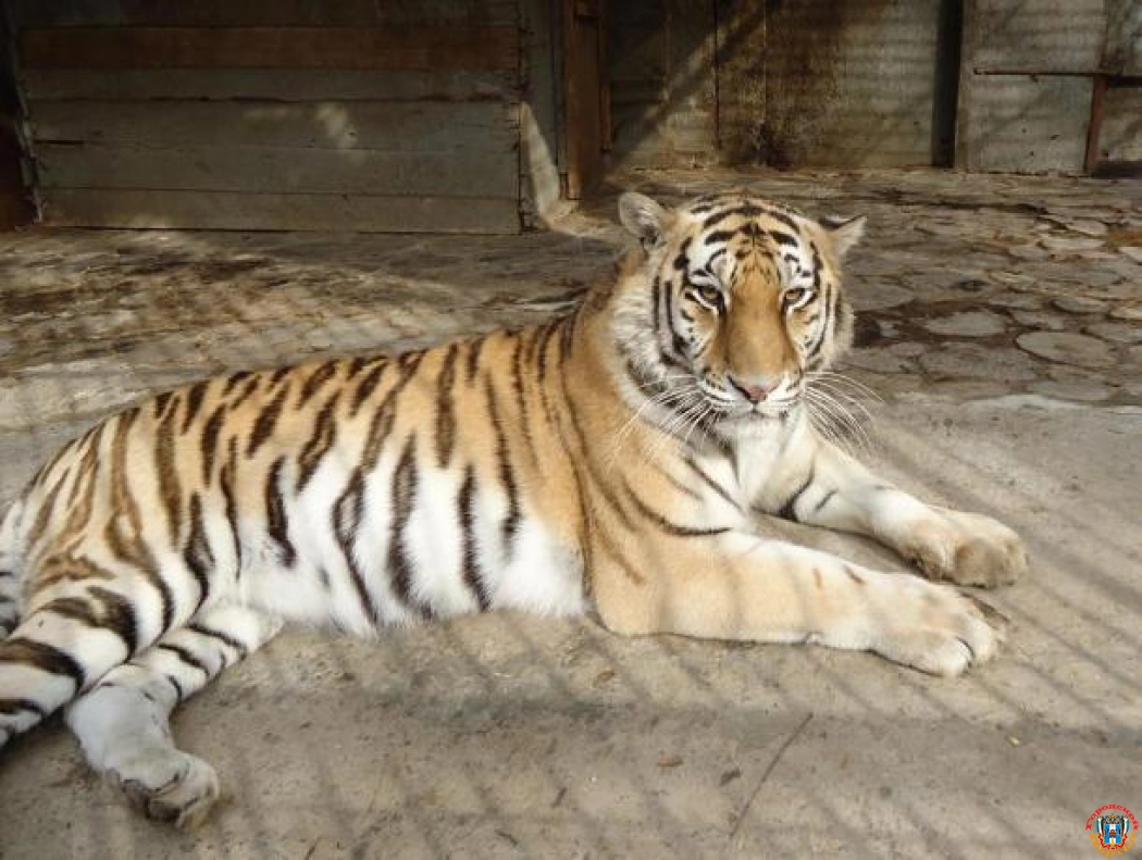 Депутаты Заксобрания обеспокоились условиями содержания животных в зоопарке Ростова