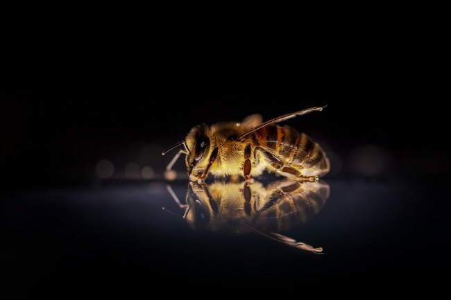 Массовая гибель пчел в Песчанокопском районе: две независимые лаборатории выявили отравляющие вещества