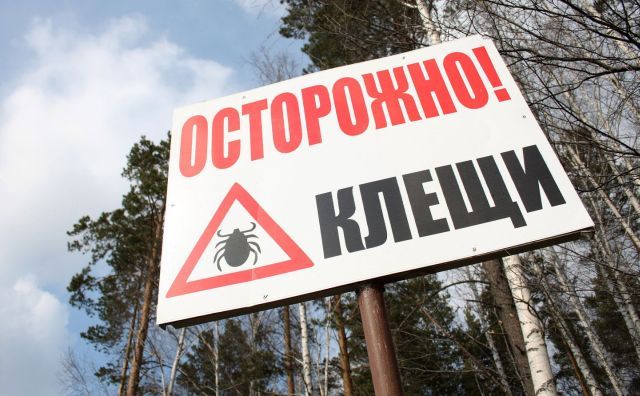 С начала весны в Ростовской области от укусов клещей пострадали 120 человек