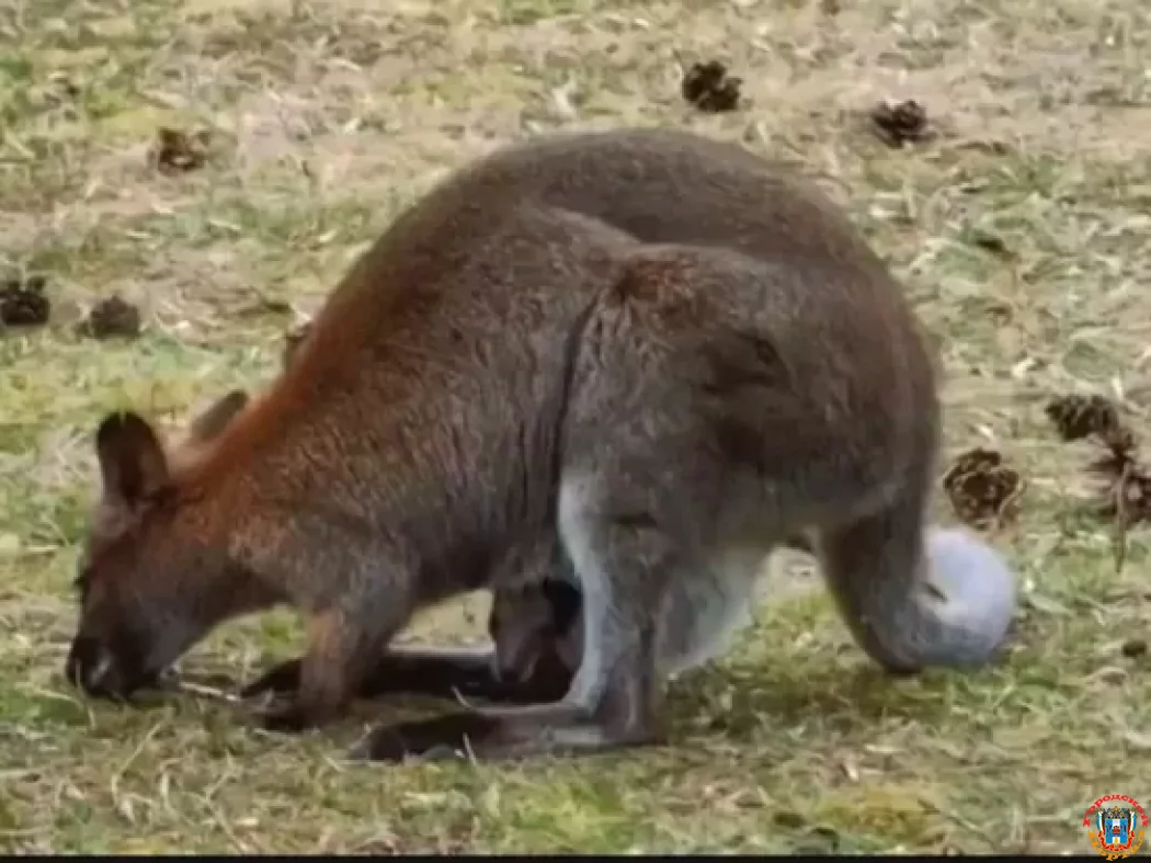 Детеныш кенгуру родился в зоопарке Ростова