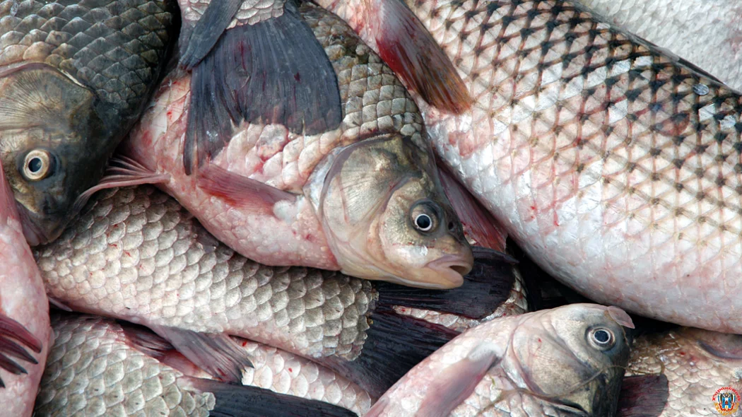 Из Ростова с любовью: 20 тонн донской рыбы отправились на прилавки Грузии