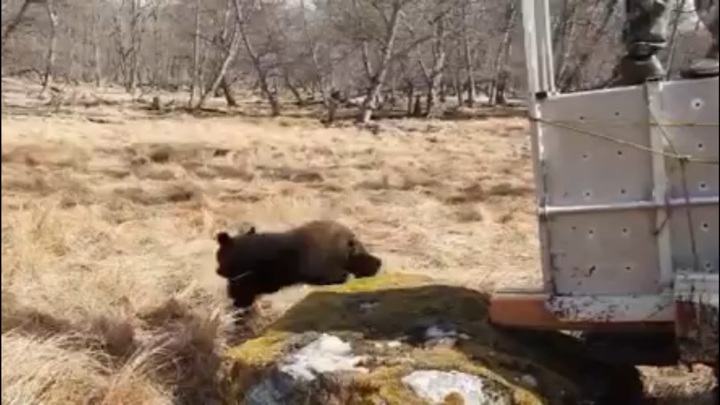 Медвежонка, прибившегося к семье в Приморье, выпустили на волю