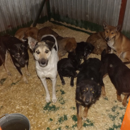 В Новошахтинске обвиняемые в убийстве 173 собак отделались штрафами