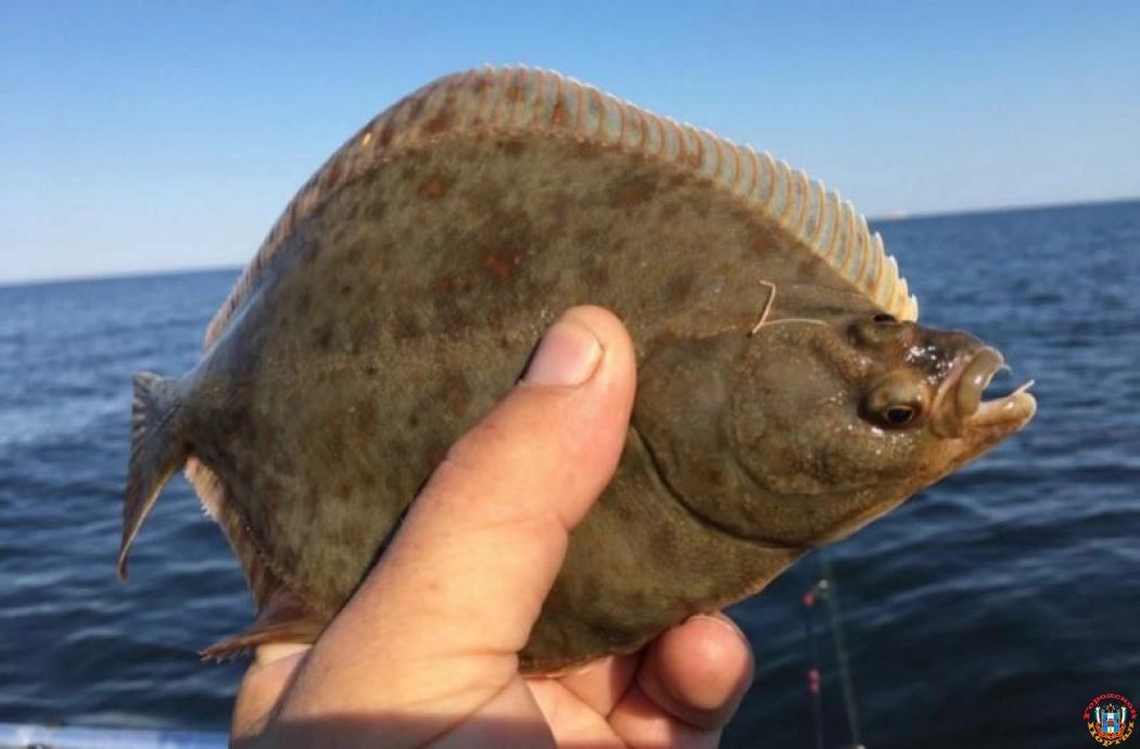 Численность камбалы в Азовском море за семь лет увеличилась в 30 раз