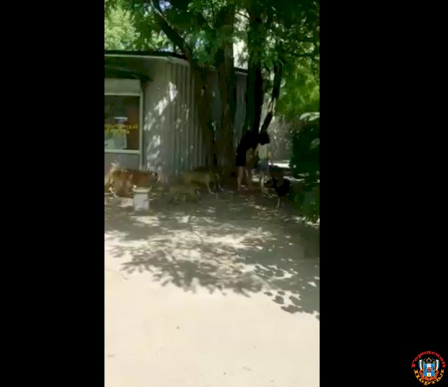 Стая бездомных собак наводит ужас на жителей нового ЖК в Ростове