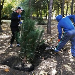 Власти Ростова определили места для высадки деревьев и кустарников 9 апреля