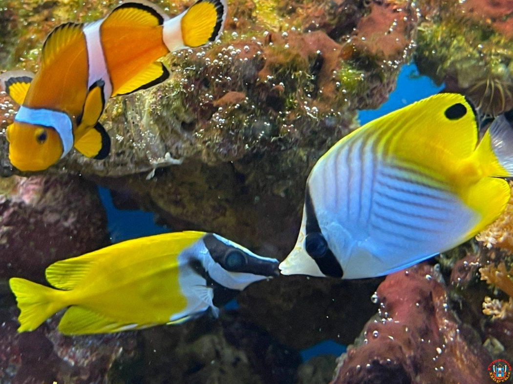 Новые рыбы появились в морском аквариуме Ростовского зоопарка