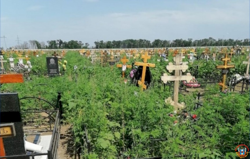 Ростовчан возмутили заросли конопли и амброзии на новом кладбище в Мясниковском районе