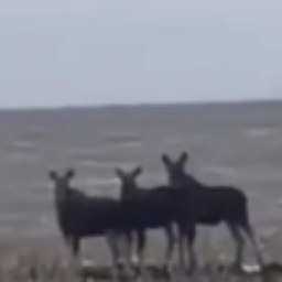 Семью лосей на пробежке вдоль трассы сняли ростовчане на видео