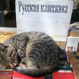 Разогнать книжный развал на Пушкинской собираются ростовские власти