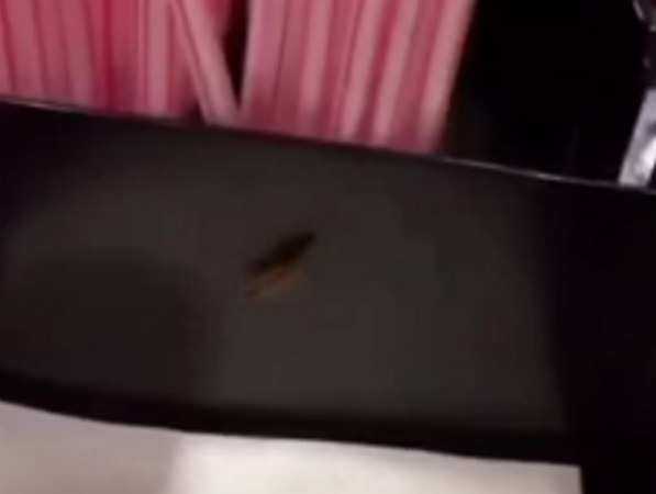 Мерзких тараканов в салфетках ростовского кинотеатра сняли на видео