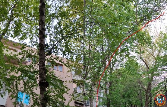 На Западном в Ростове коммунальщики спилили другое дерево вместо аварийного