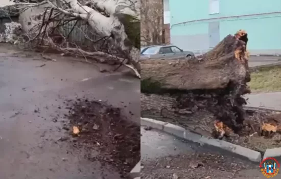 Огромное дерево упало на Западном в Ростове