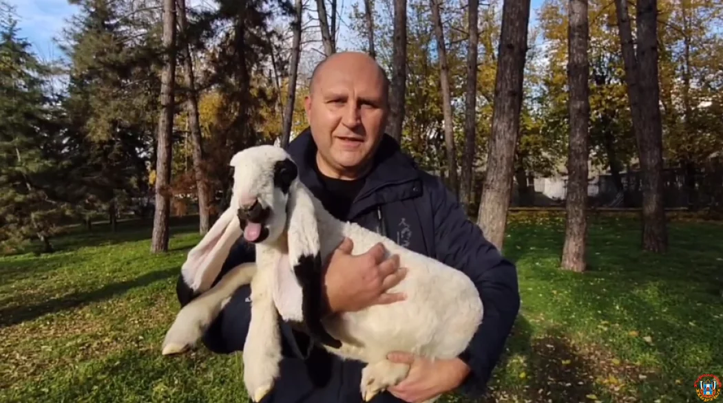 Четыре ягненка родились в Ростовском зоопарке