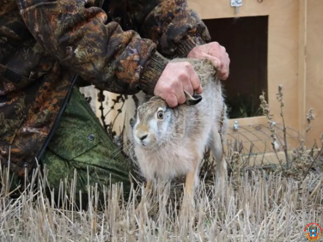 В Ростовской области c 21 октября начался сезон охоты на зайца-русака