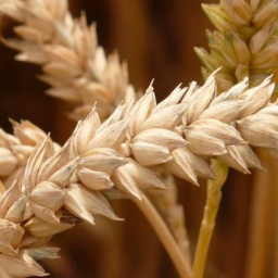 На Дону заметно снизились темпы продажи зерна: в чем причина и как изменить ситуацию?