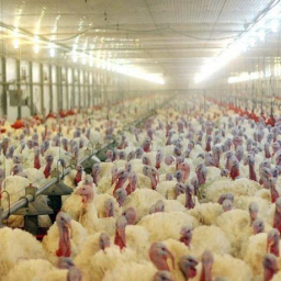 На активы «Евродона» не нашли покупателей