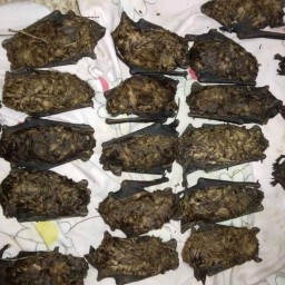 В Батайске неизвестные выбросили из окна многоэтажки стаю спящих летучих мышей