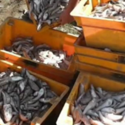 В Ростовской области поймали браконьера с тысячью рыб