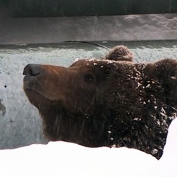 Встала не с той лапы: как жители Нижневартовска спасались бегством от разъяренной медведицы