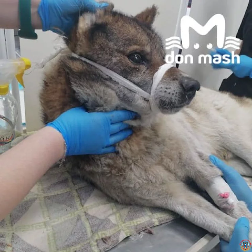 Скончался спустя неделю спасенный волонтерами пес с трассы М-4 &laquo;Дон&raquo;