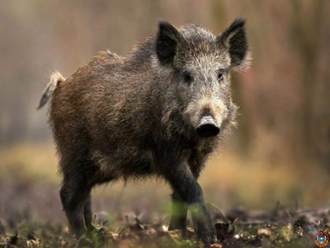 В Ростовской области отменили карантин по африканской чуме свиней