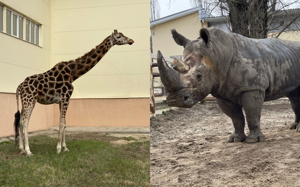 В зоопарке Ростова на первую прогулку после затянувшейся непогоды вышли в уличный вольер носорог и жираф