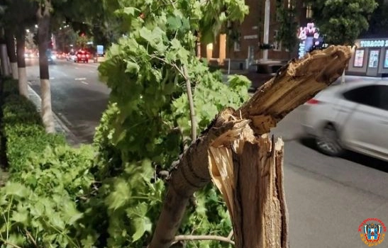 В центре Ростова ураганный ветер сломал клен, выращенный в питомнике