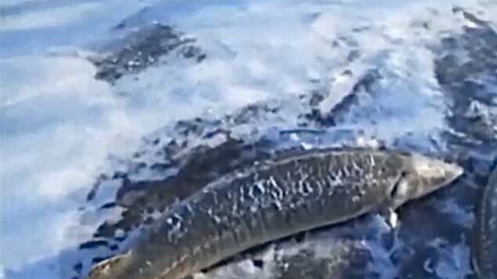 В Хабаровском крае погибла краснокнижная рыба