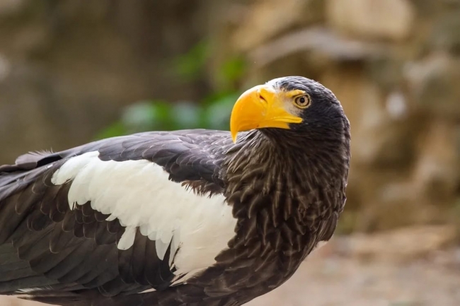 В Ростовский зоопарк прилетел белоплечий орлан