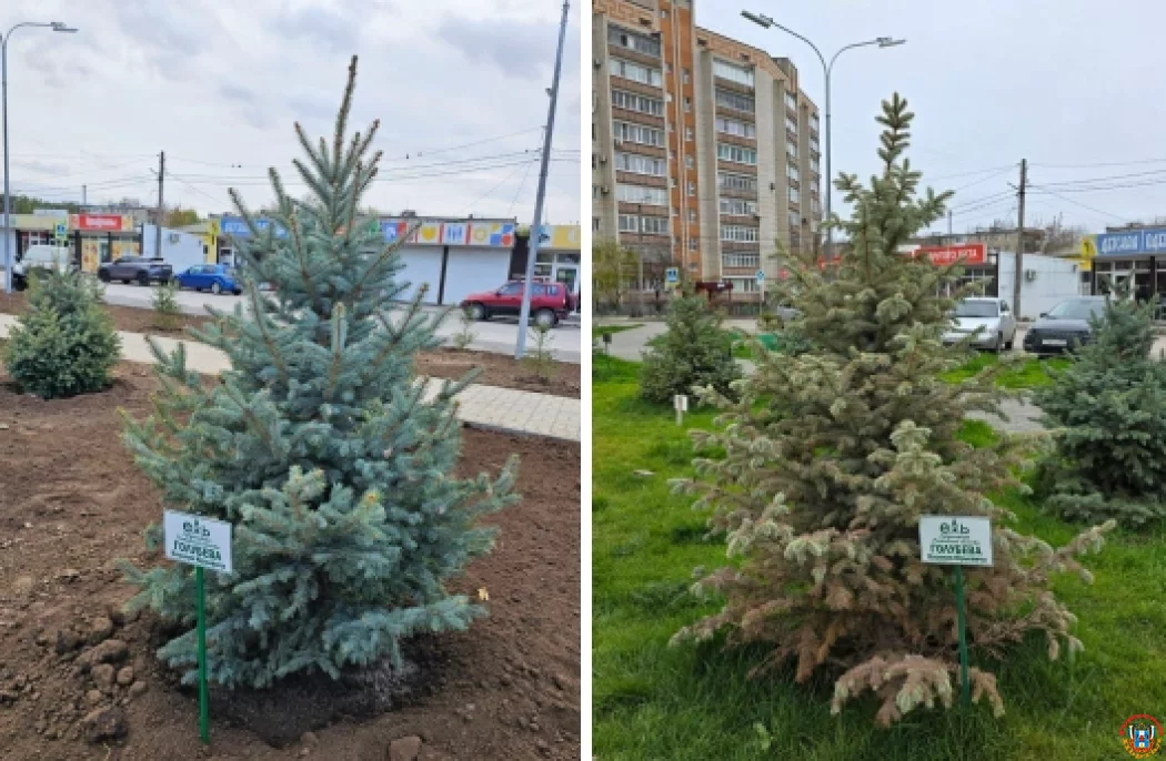 Не пережило года: Именное дерево экс-губернатора погибло