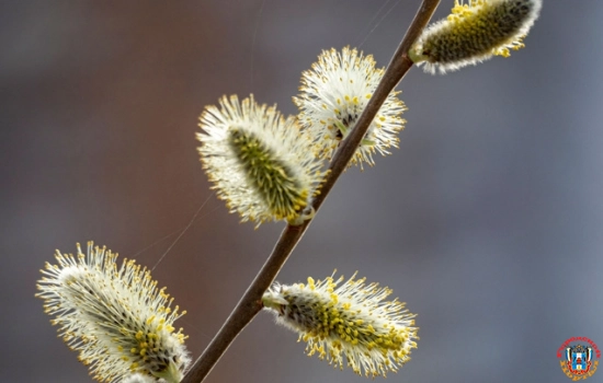 Православные отмечают Вербное воскресенье, католики и протестанты – Пасху