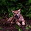 Трогательными кадрами с крошками-волчатами поделился ростовский зоопарк 1