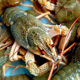 В Ростовской области задержали более 1,5 тонн "контрафактных" раков