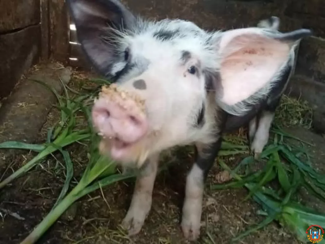 В районе Ростовской области выявили очаг африканской чумы свиней