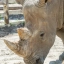 В зоопарке Ростова пройдут показательные кормления такинов-мишми и белых носорогов 0