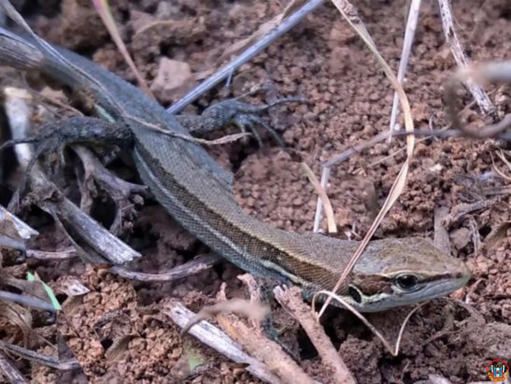 Биологи обнаружили несвойственный для Ростовской области вид ящерицы