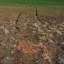 В заповеднике «Ростовский» зафиксирована гибель краснокнижных лебедей от отравления 5