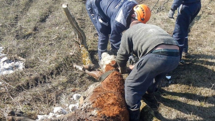 На Кубани спасли корову, которая провалилась в четырехметровый колодец
