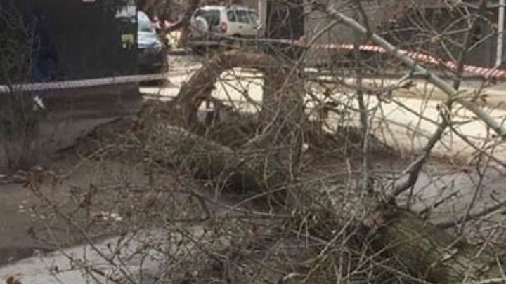 В Волгограде дерево убило прохожую