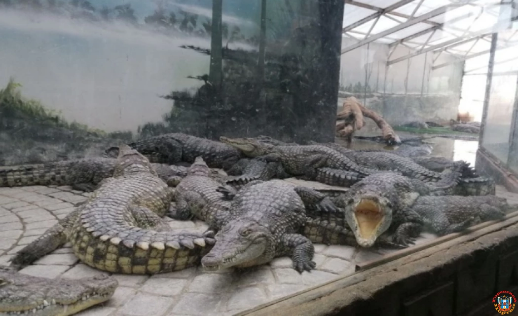 Водоемы закрыты, приманки нетронуты: поиски батайского крокодила зашли в тупик
