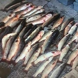 В Неклиновском районе браконьер наловил более тысячи рыбин