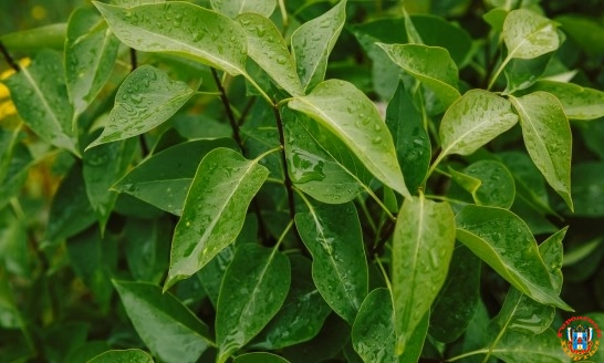 Дождь и сильный ветер ожидаются в Ростове 16 августа