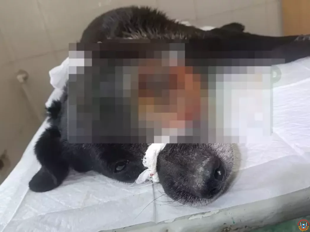 В городе Шахты умерла бездомная собака со злокачественной опухолью, которую спасали волонтеры