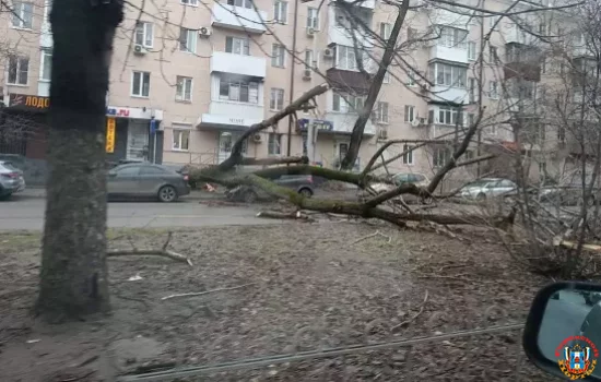 Огромное дерево придавило легковушку на Ленина